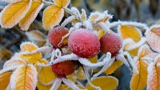 1445041.00d24543d9af79c966591cc29ac775a6.jpg