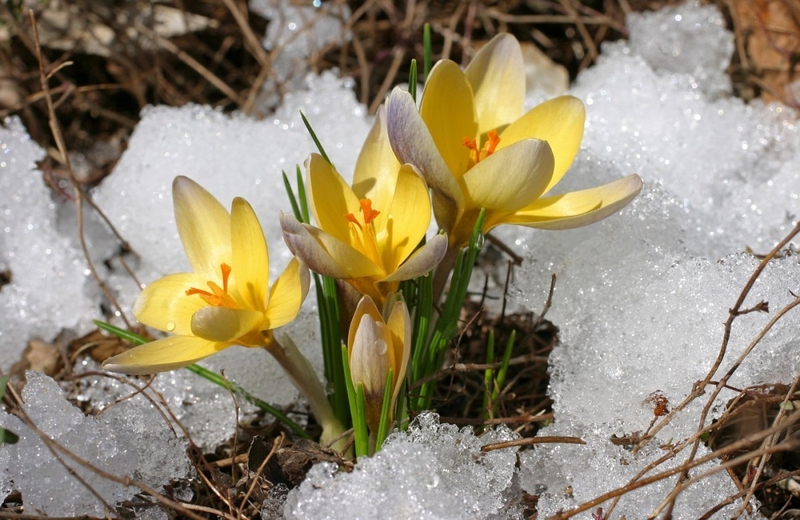 1693360773_klau-club-p-boichechak-rasmi-krasivo-1