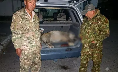 Браконьеру из Баткенской области предъявили иск на 50 тысяч сомов за добычу кабана