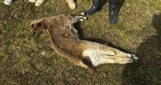 В Кочкорском районе обнаружили тушу незаконно добытого детеныша дикого козерога