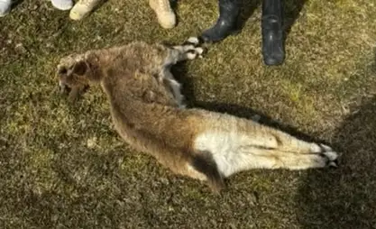 В Кочкорском районе обнаружили тушу  детеныша дикого козерога