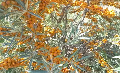 На Иссык-Куле успешно испытан перспективный сорт облепихи «Алтай»