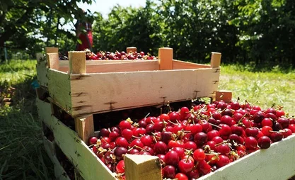 Клубника, черешня, яблоки: объём экспорта с начала года превысил 18 тысяч тонн