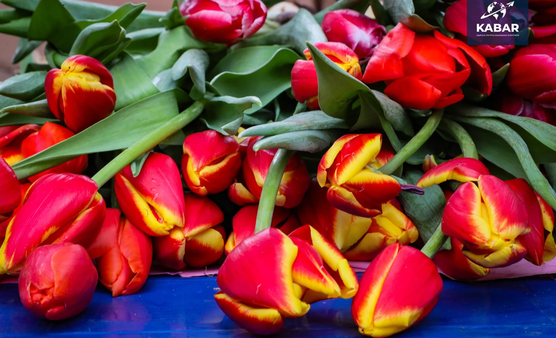 646373031_375009581.2e16d0ba.format-webp.fill-1668x1014