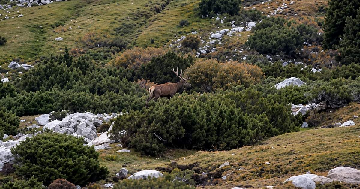 В Джети-Огузском районе заметили необычно крупного оленя — видео
