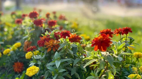 810962284_1425783676407192_5362656606427298435_n.jpg