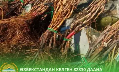 Почти 83 тысячи саженцев из Узбекистана возвращены обратно