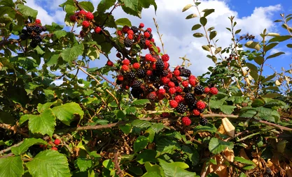 Brombeeren_Camping_de_la_Cité_d'Alet_in_Saint-Malo_1.jpg