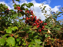 Brombeeren_Camping_de_la_Cité_d'Alet_in_Saint-Malo_1.jpg