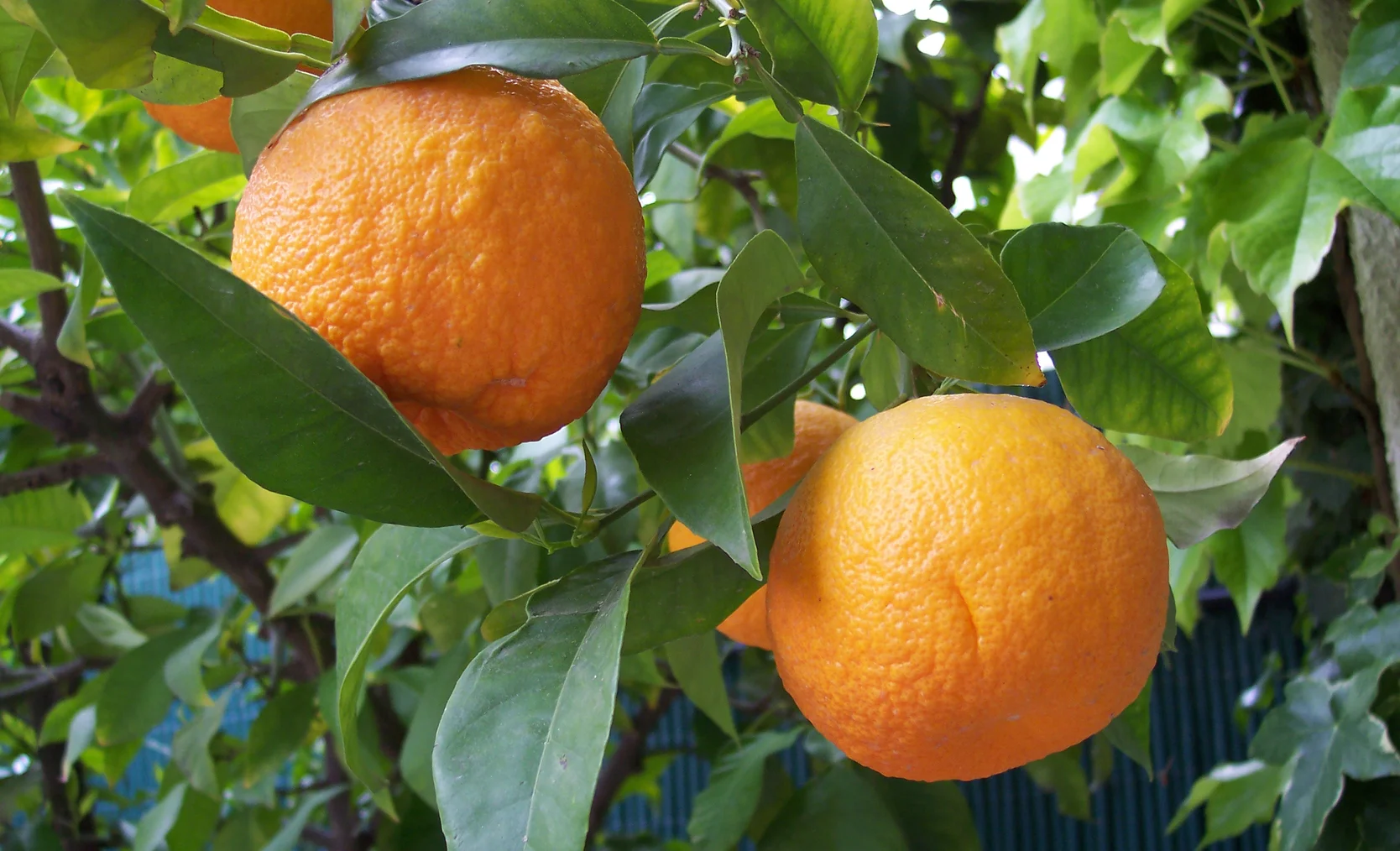 Citrus_aurantium.jpg