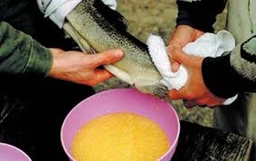 ФОРЕЛЬ ИКРА.jpg