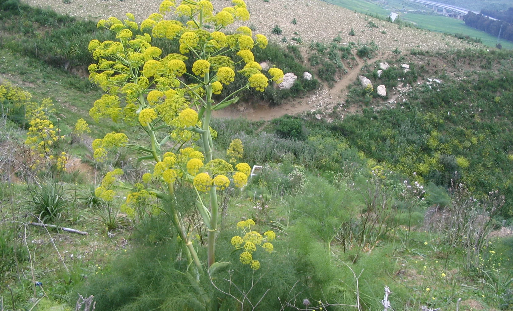Ferrule_commune_Sicile.jpeg