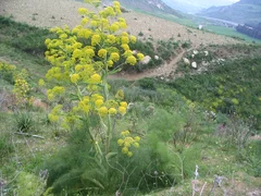Ferrule_commune_Sicile.jpeg