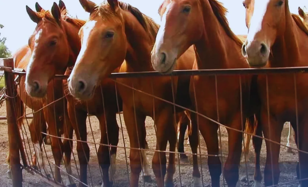 Угольно-Черный и Белый Минималистичный Пользовательский Интерфейс Изменение климата Экоустойчивость Информационная Многостраничная Публикация в Instagram (63).png