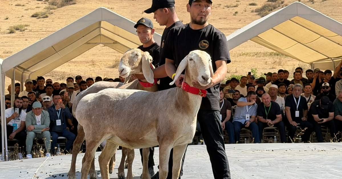 В Кыргызстане прошел международный фестиваль овец породы арашан