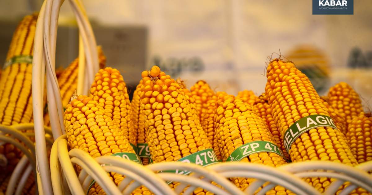 Золотая осень. Ярмарка сельхозпродукции в Бишкеке – фоторепортаж