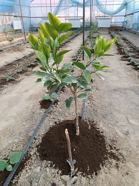WhatsApp_Image_2025-04-04_at__xbHx6Cf.max-1920x1080.format-webp.webp