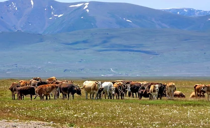 Кормовая база животноводства. В Минсельхозе планируют восстановить деградирующие пастбища