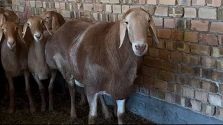 WhatsApp Image 2025-10-01 at 09.44.09.jpeg