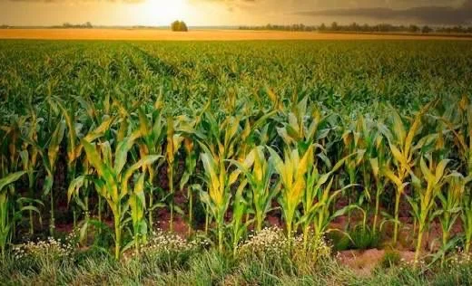 WhatsApp Image 2025-11-25 at 10.47.52.jpeg