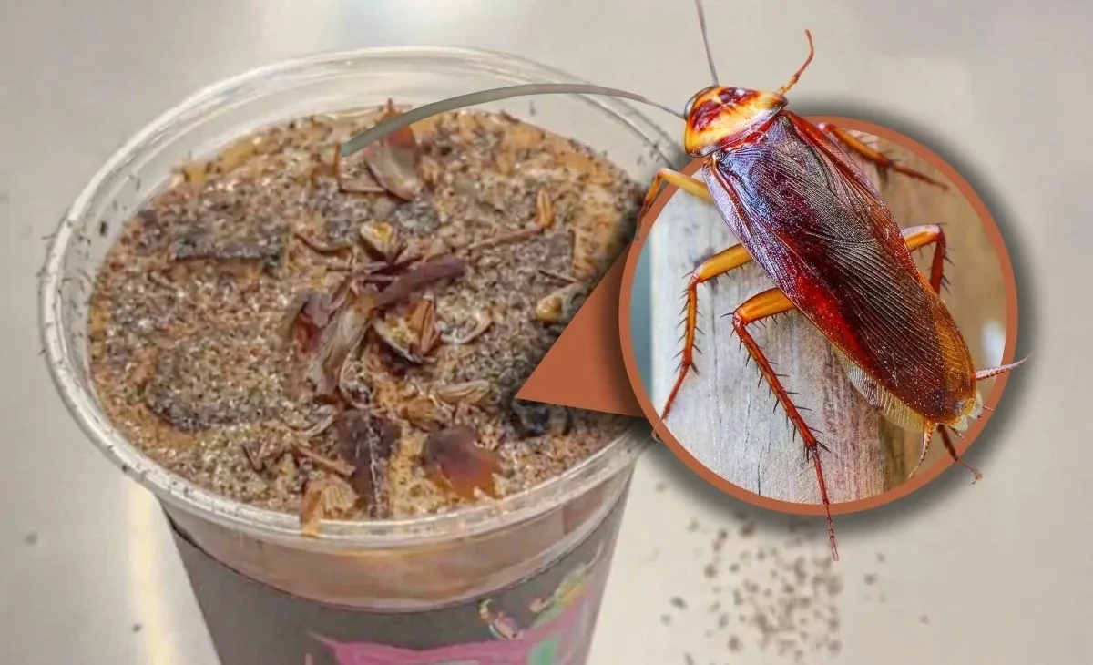 WhatsApp Image 2025-11-19 at 23.38.37.jpeg