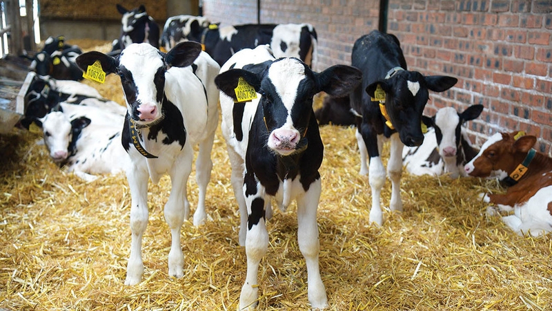 WhatsApp Image 2026-04-08 at 10.33.44.jpeg