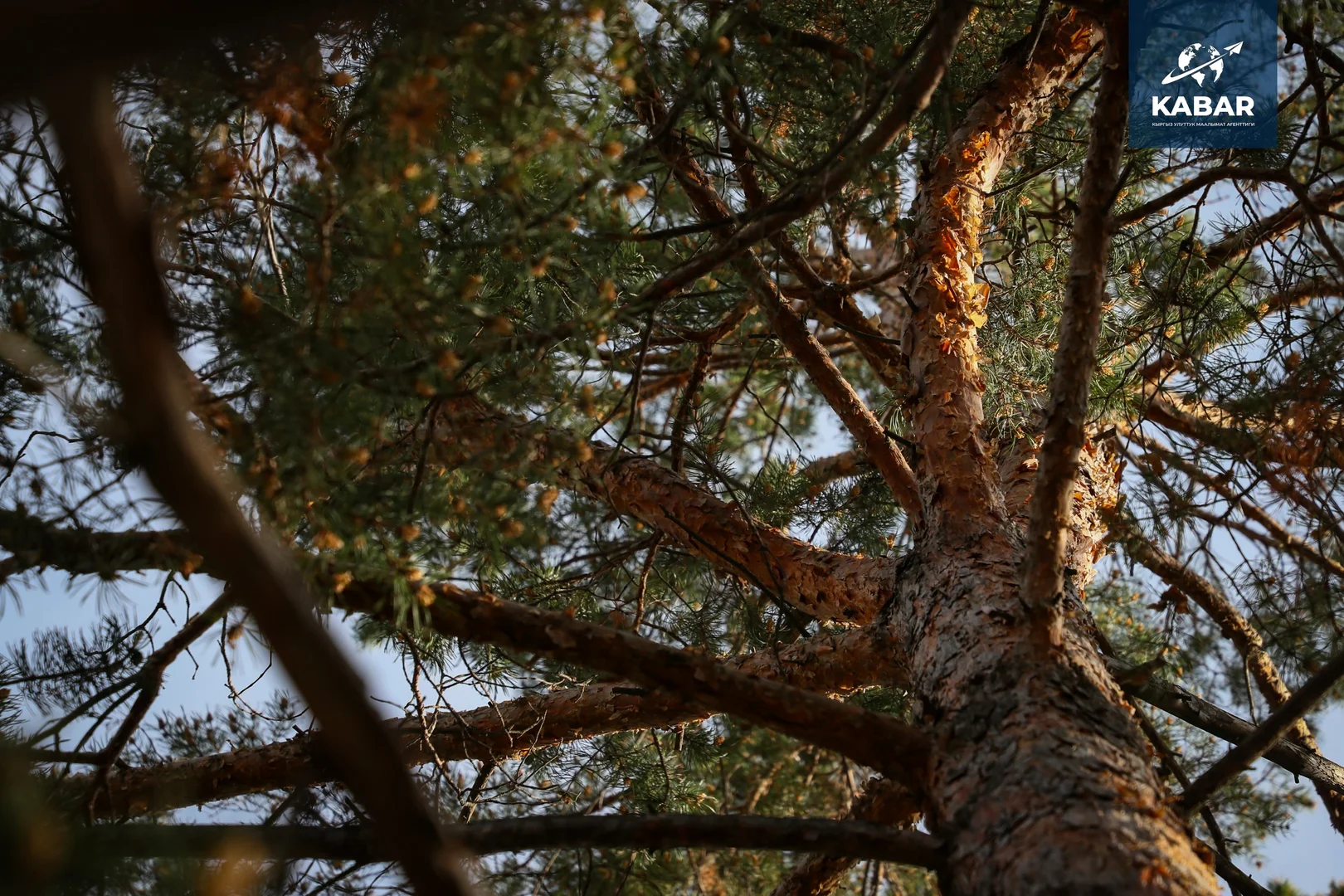 {{item.title }}