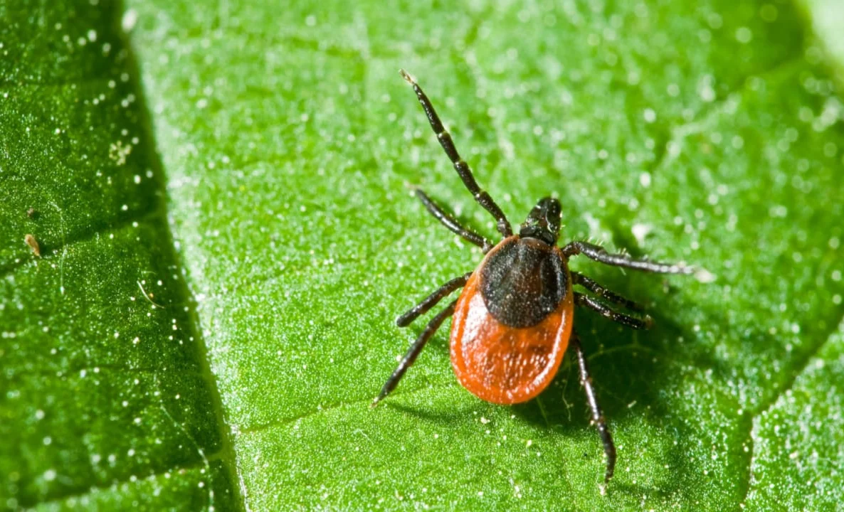 WhatsApp Image 2026-03-30 at 16.37.39.jpeg