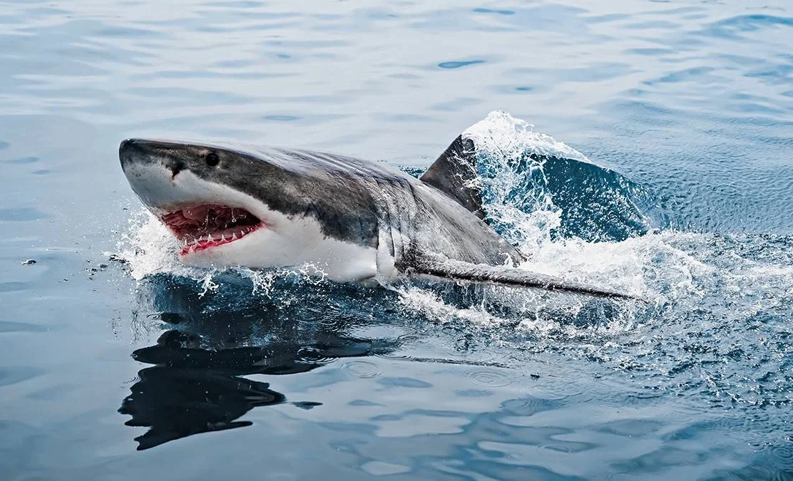 WhatsApp Image 2026-04-17 at 10.05.04.jpeg