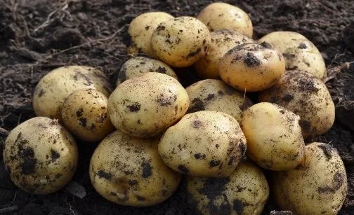 WhatsApp Image 2026-02-06 at 10.24.45.jpeg