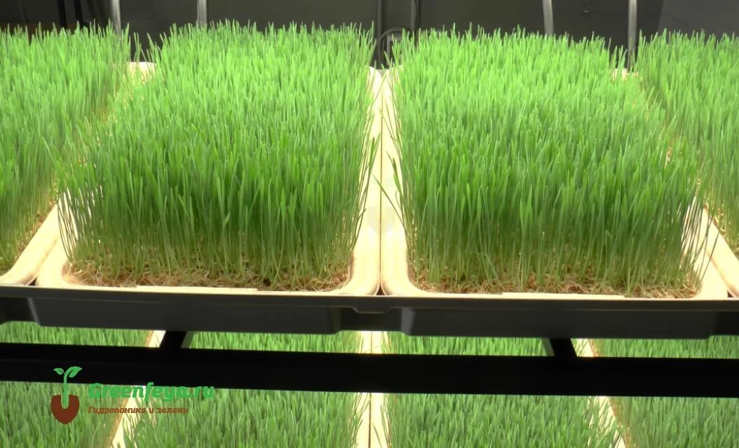 WhatsApp Image 2026-02-04 at 12.17.33.jpeg