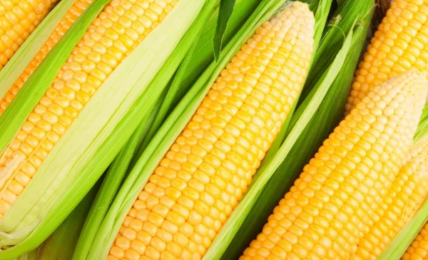 WhatsApp Image 2026-03-19 at 11.06.21.jpeg