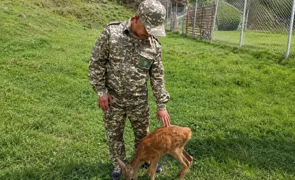 В Нарыне детёныша косули, содержавшегося в неволе, поместили в питомник