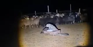 ак илбирс.PNG