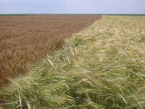 arpa.jpg