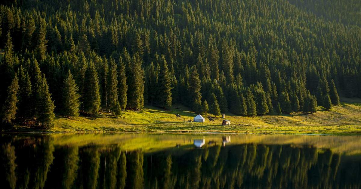 В Кыргызстане ежегодно восстанавливают более 2 тысяч га лесов
