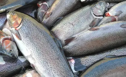 Производство рыбы в Кыргызстане выросло более чем в 6 раз с 2019 по 2025 год