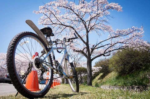 cherry-blossom-1716757_960_720.jpg