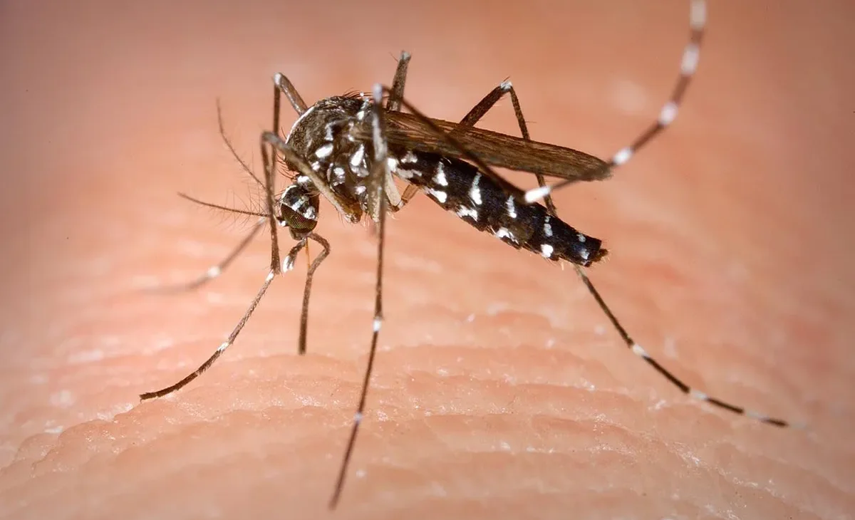 chikungunya-virus-in-germany-optimized.webp