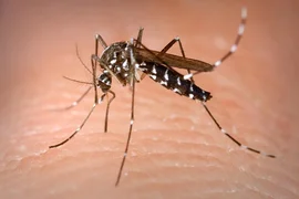 chikungunya-virus-in-germany-optimized.webp