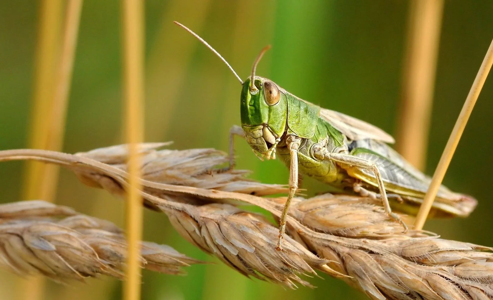 desert-locust-1865955_1920-1621x1080.jpg
