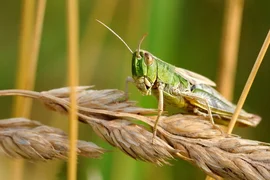 desert-locust-1865955_1920-1621x1080.jpg