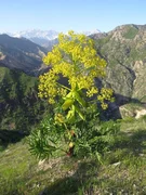 ferula_tadjiko.max-2560x1440.format-webp.jpegquality-90.webp