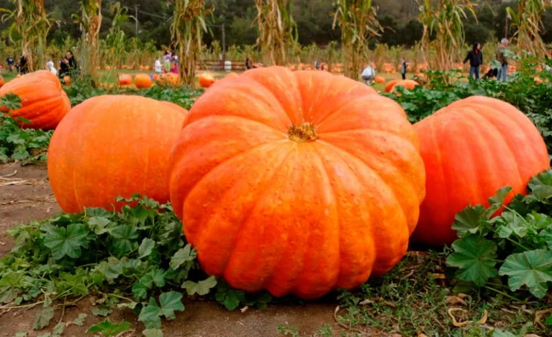 gigantskaya-tykva-u-vas-v-ogorode-eto-prosche-chem-kazhetsya.jpg