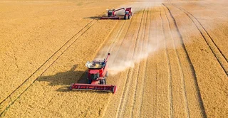 grains-2.jpg