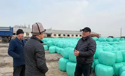 В Кыргызском государственном племенном заводе активизированы работы по заготовке силоса