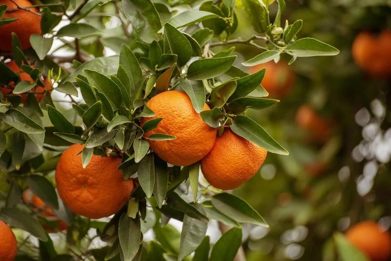 mandarin.width-800