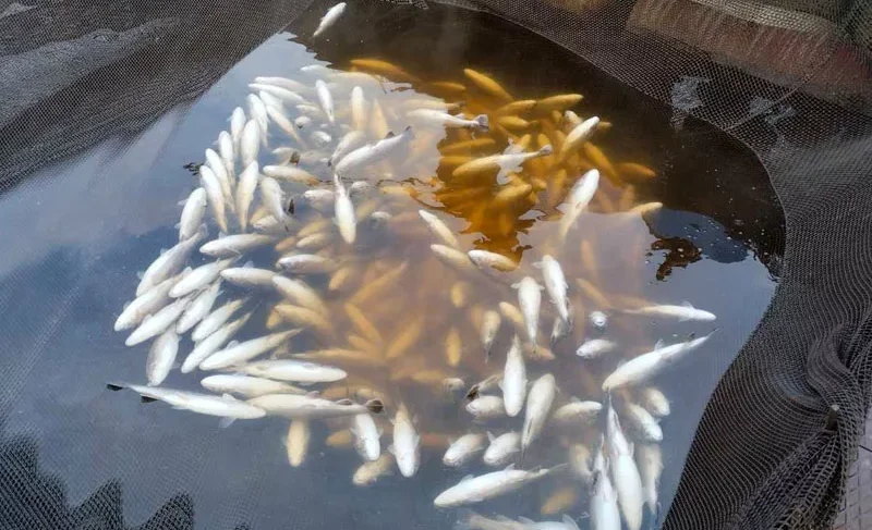 mertvaya-forel.png