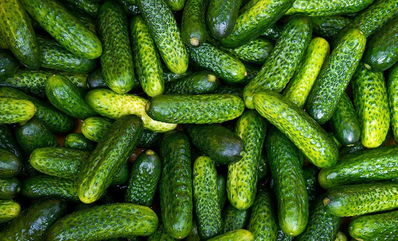 ogurzi_polza_i_vred.2e16d0ba.format-webp.fill-.width-800