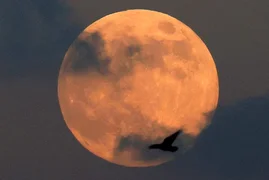 owl_detail_620_f255459a9709d2ff4d136a1497648622.jpg